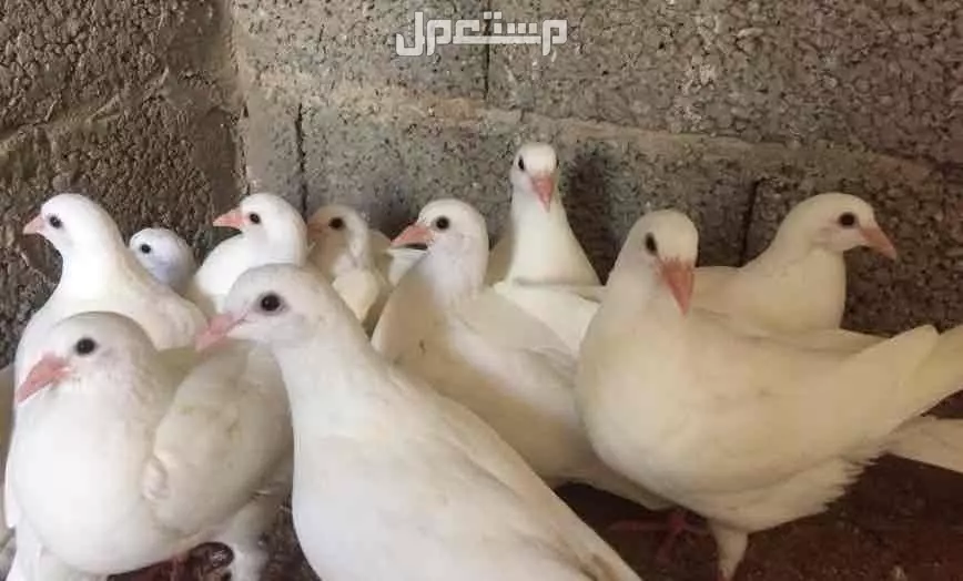 حمام فرنسي جامبو في مكة المكرمة