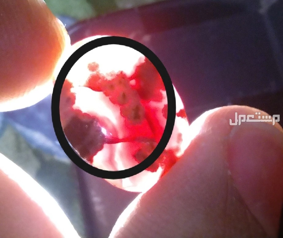 حجر عقيق يماني خرائطي مصور خريطة فلسطين