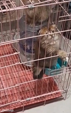 سكوتش فولد كيوت بيور البيور في جدة بسعر 500 ريال سعودي