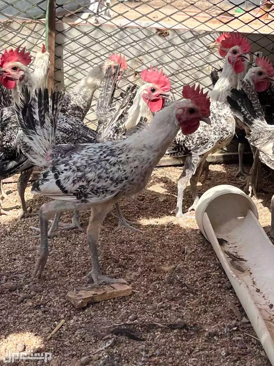 للبيع ديكه  في الرس بسعر 15 ريال سعودي
