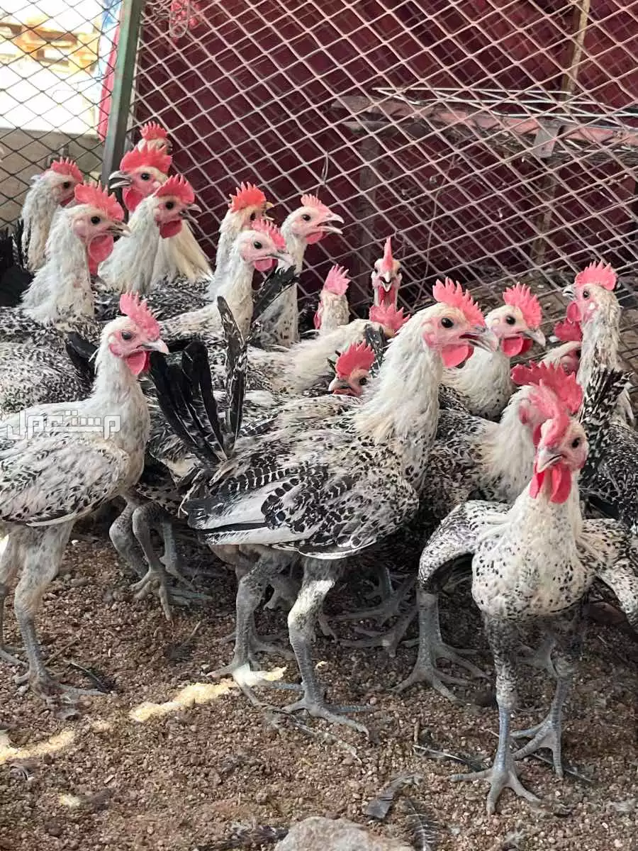 للبيع ديكه  في الرس بسعر 15 ريال سعودي
