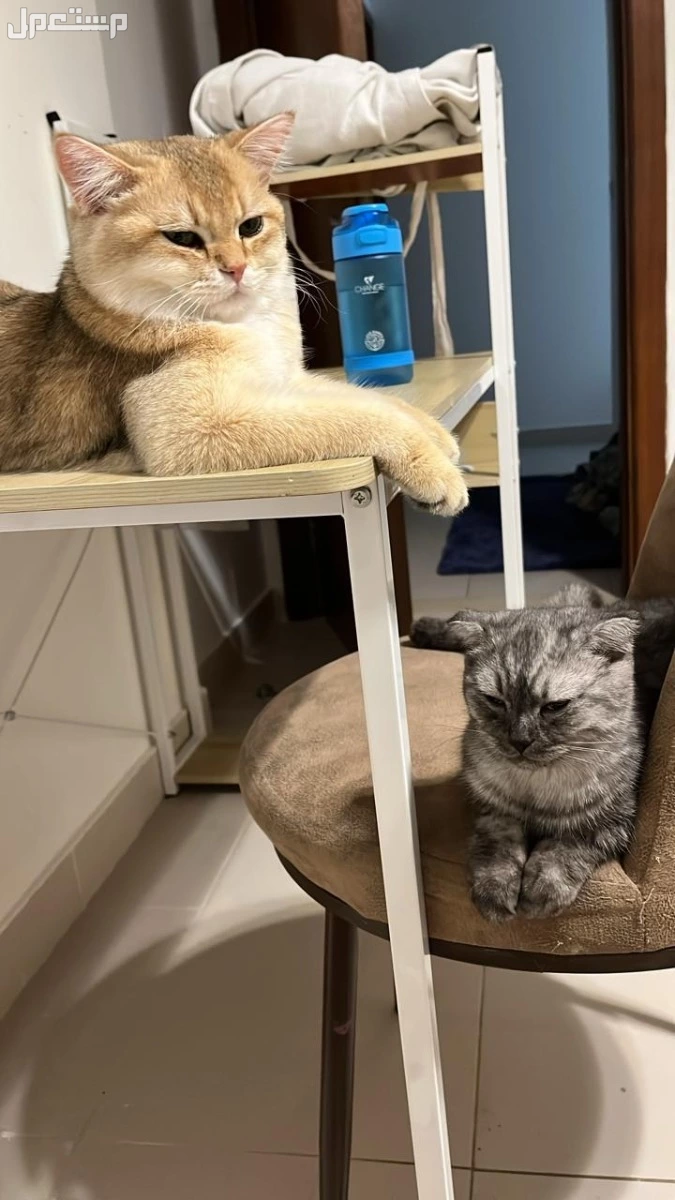 فندقه قطط في جده باسعار مناسبه