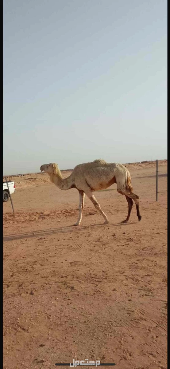 للبيع ابل العدد2 لقحات وعلى السوم 0001 للبيع على السوم