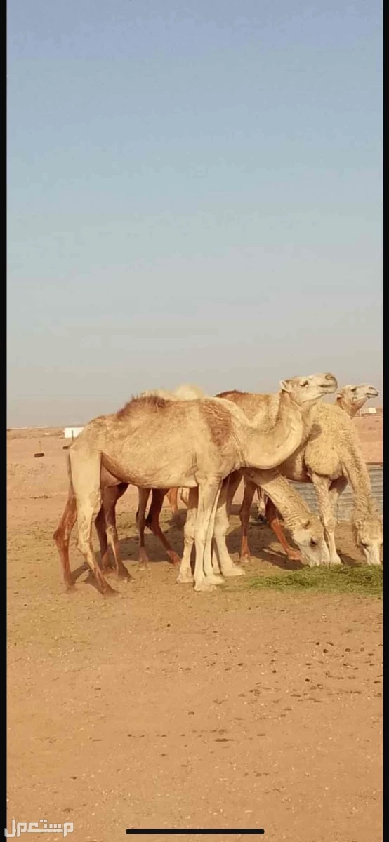 للبيع ابل العدد2 لقحات وعلى السوم 0001 للبيع على السوم