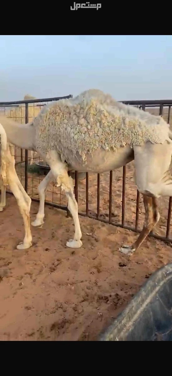 بكره مفروده للبيع على السوم والبيع سمح 6 الاف ريال
