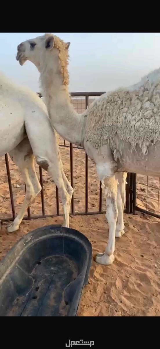 بكره مفروده للبيع على السوم والبيع سمح 6 الاف ريال