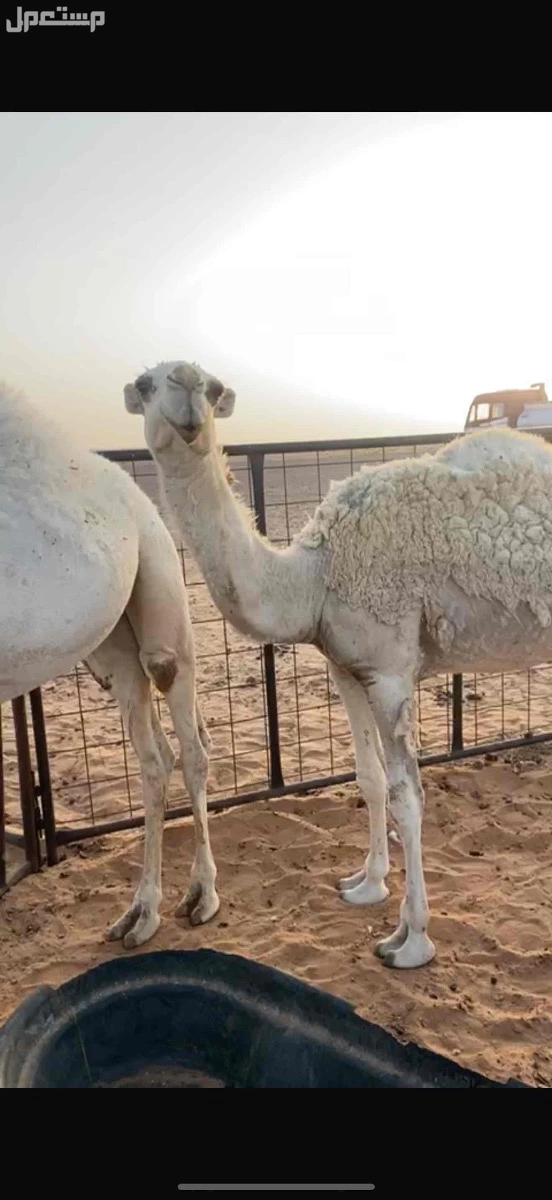 بكره مفروده للبيع على السوم والبيع سمح 6 الاف ريال