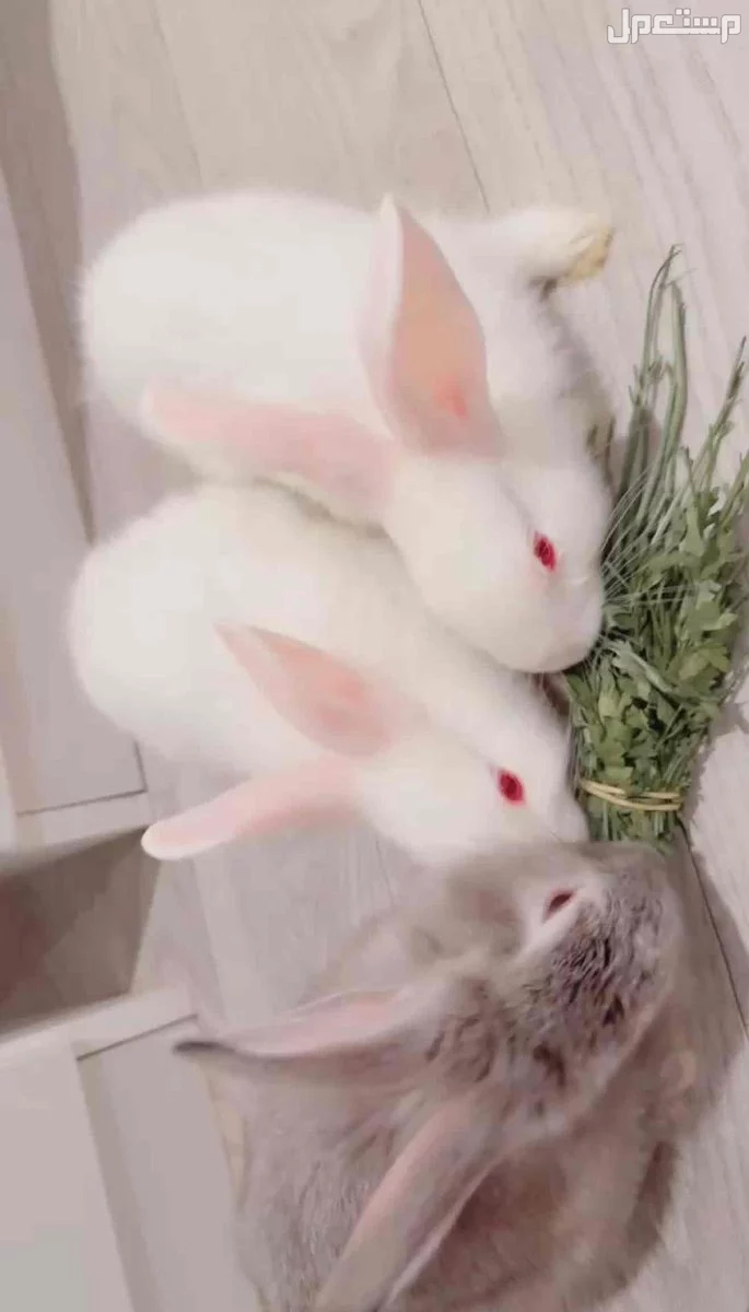 بيع ارانب لطيفه وجميله بسعر قابل لتفاوض🐰✨