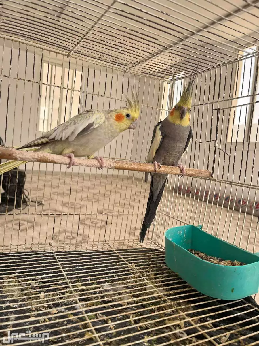 ببغاء الكروان كوكتيل منتج  للبيع