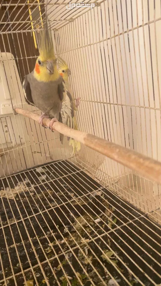 ببغاء الكروان كوكتيل منتج  للبيع