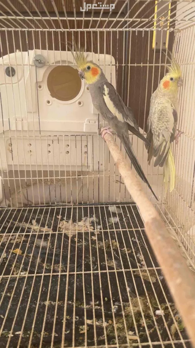 ببغاء الكروان كوكتيل منتج  للبيع
