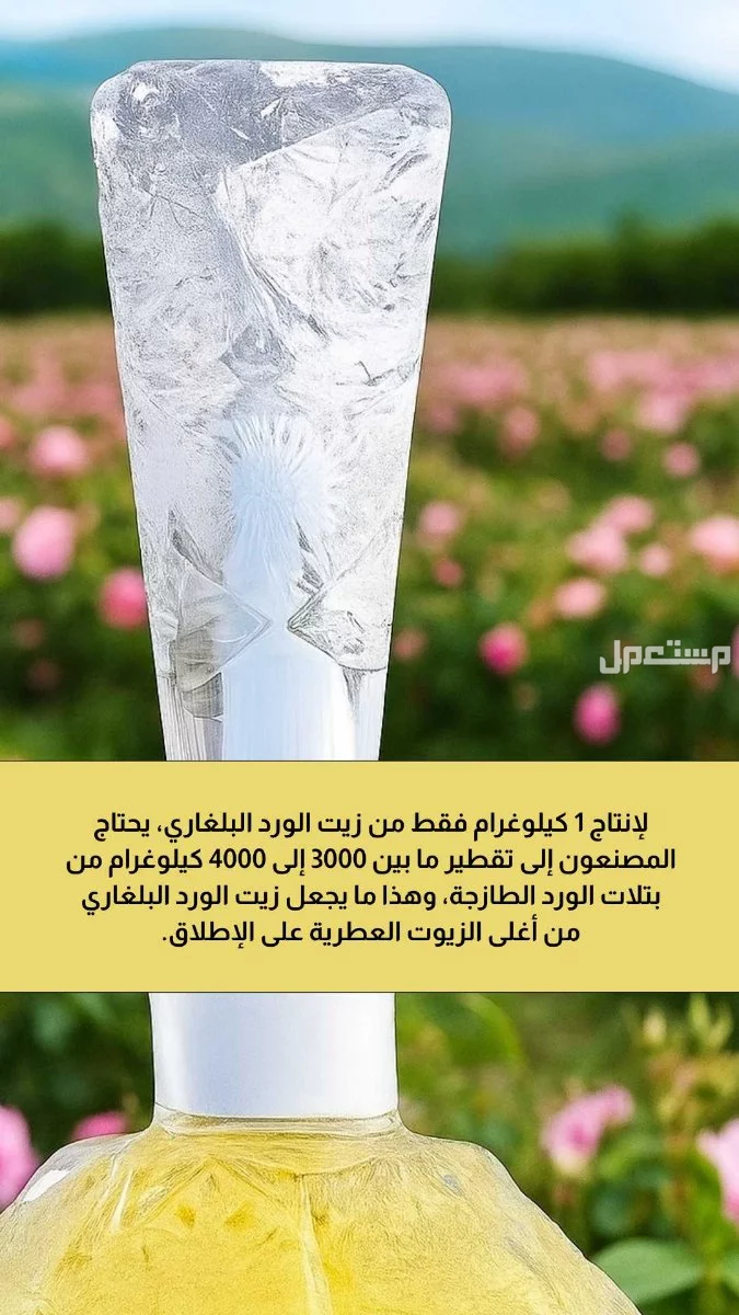 دهن ورد بلغاري فاخر من متجر قصص العود دهن ورد بلغاري فاخر