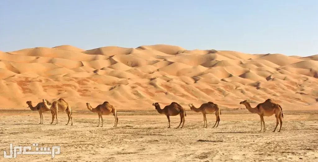 درجات الحرارة في السعودية لشهر يوليو 2025.. صيف حار للغاية! متوسط درجة الحرارة في شهر يوليو لمدينة الرياض
