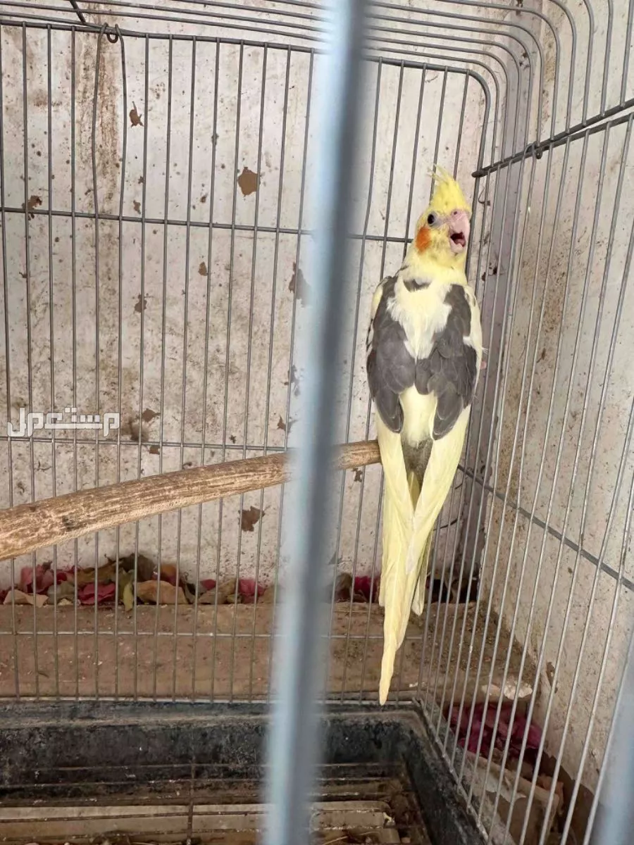 للبيع طيور كروان اربع اجوز للجوز الواحد 370
