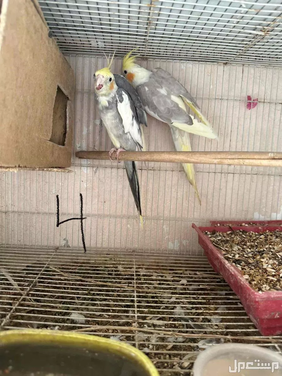 للبيع طيور كروان اربع اجوز للجوز الواحد 370