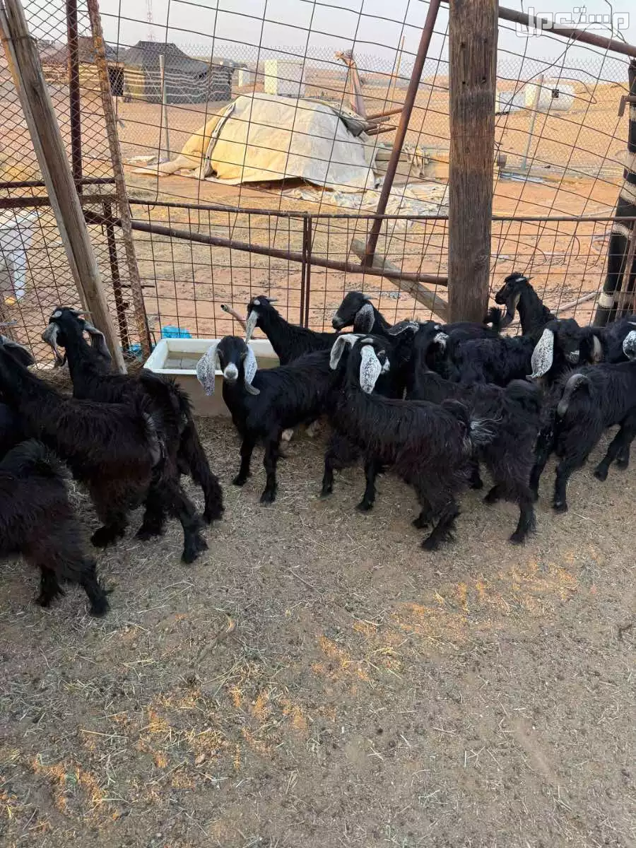 للييع تيوس وجفار العدد  33  الموقع الرياض