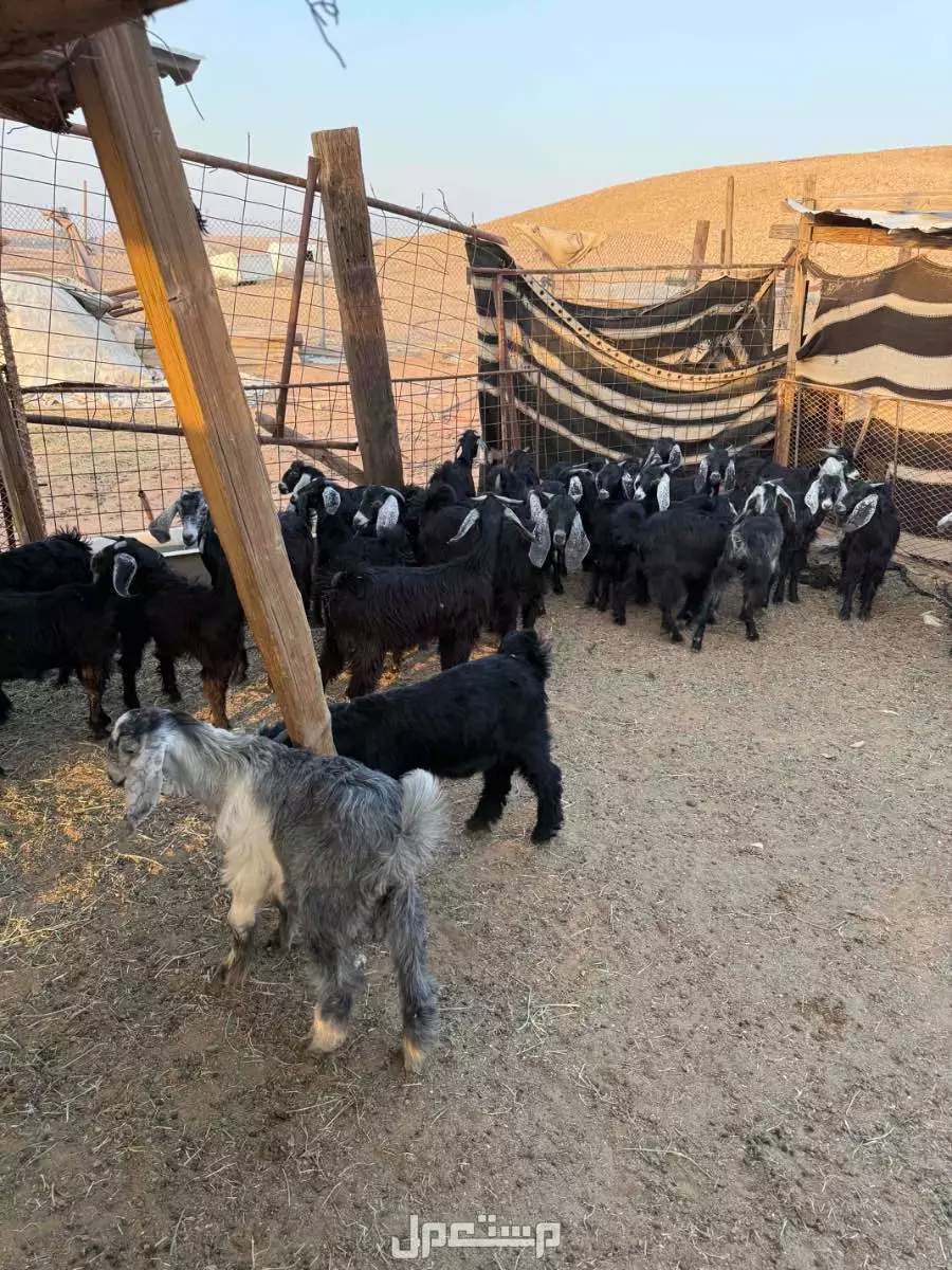 للييع تيوس وجفار العدد  33  الموقع الرياض