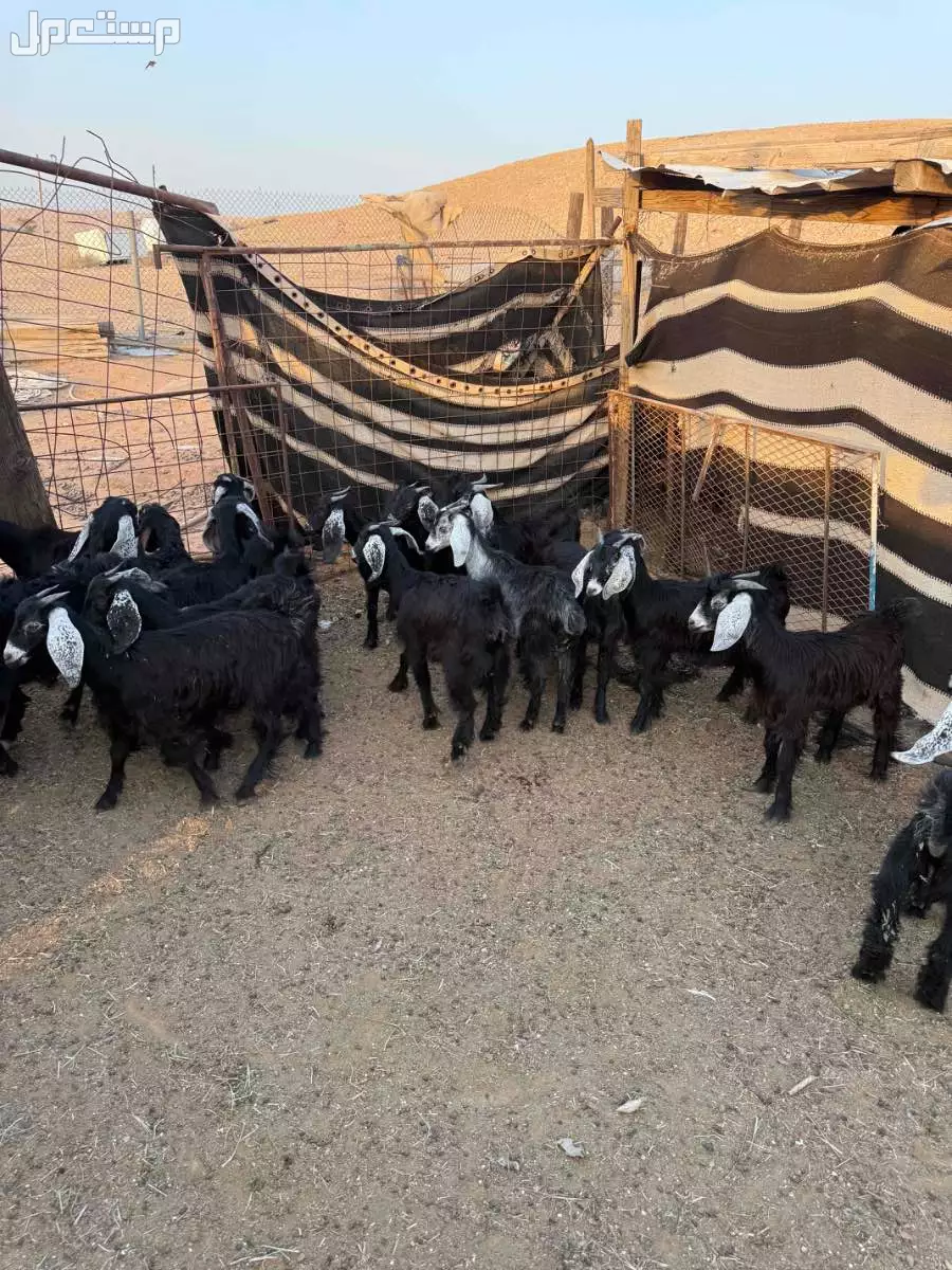 للييع تيوس وجفار العدد  33  الموقع الرياض
