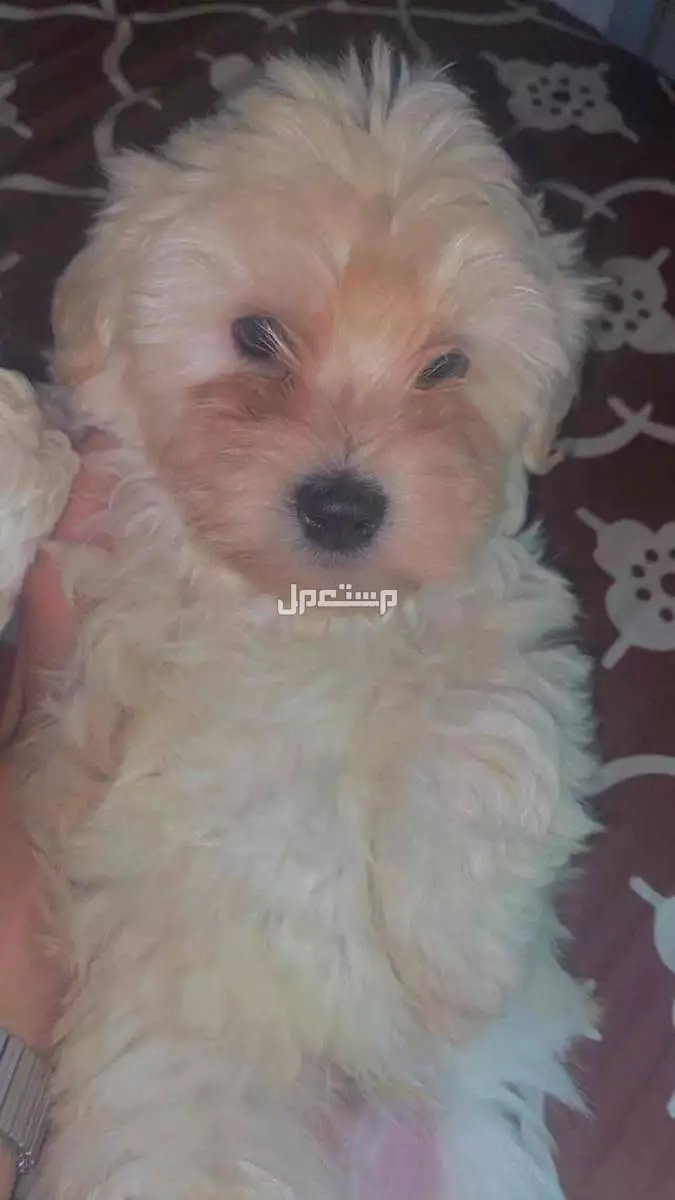 كلب عمره شهر  في جده للبيع  1500 انثى