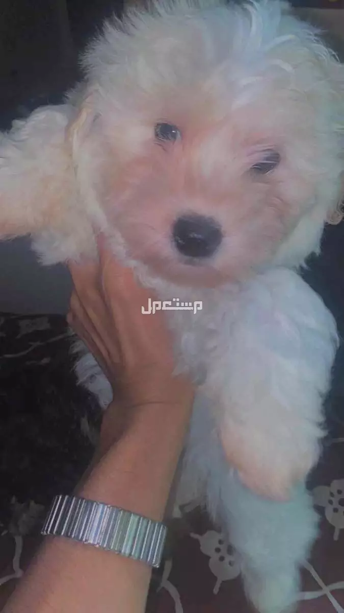 كلب عمره شهر  في جده للبيع  1500 انثى