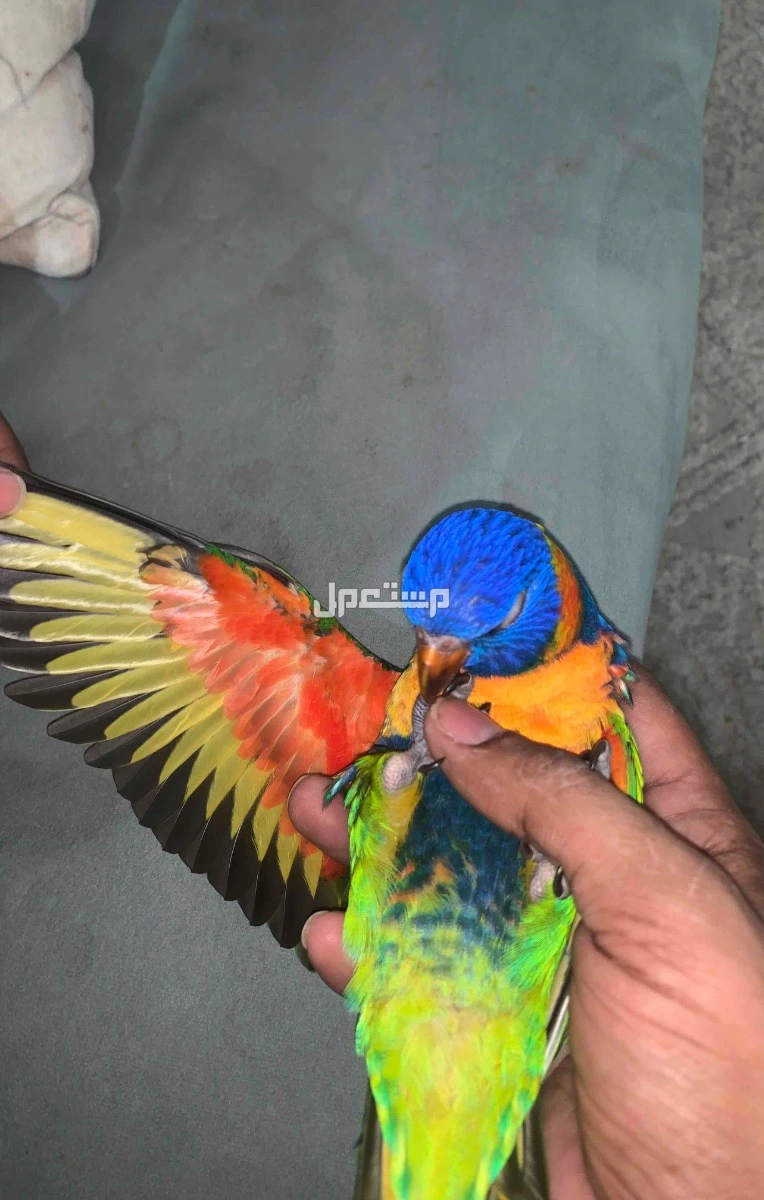 فرخ ببغاء اللوري في الرياض بسعر 1750 ريال سعودي