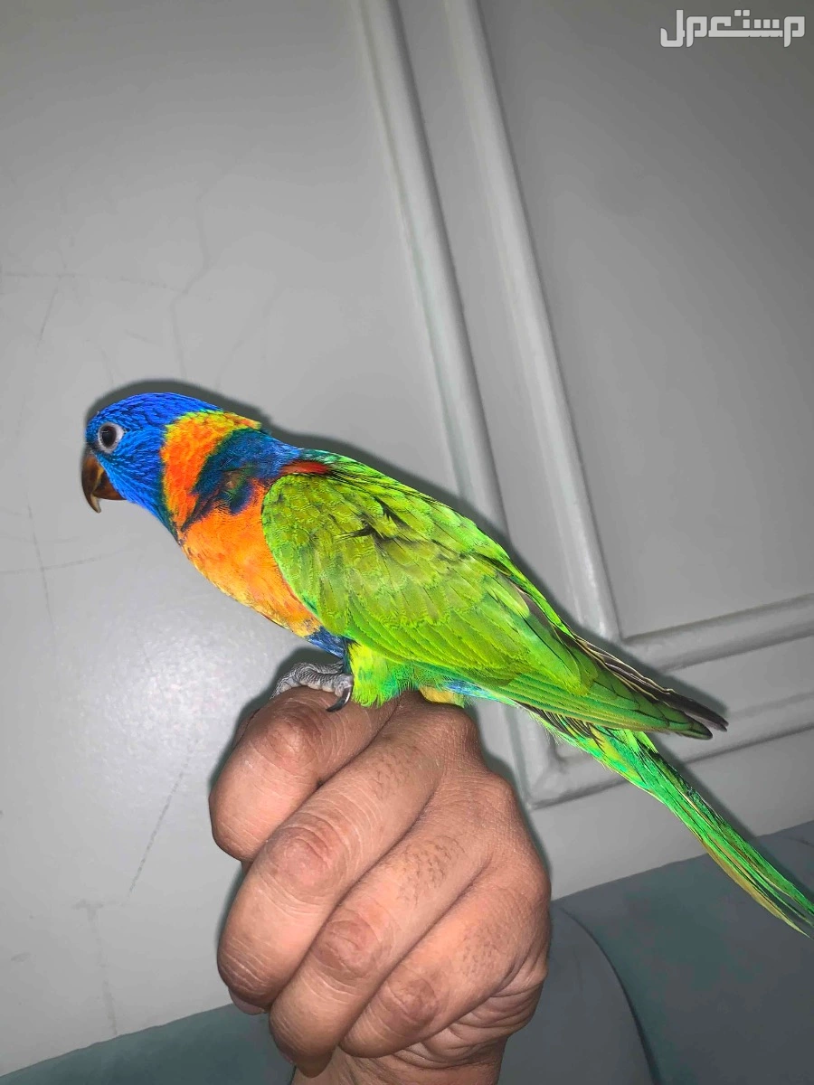فرخ ببغاء اللوري  في الرياض بسعر 1750 ريال سعودي