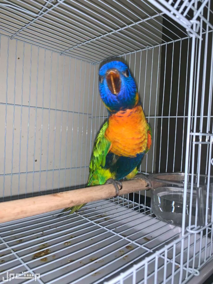 فرخ ببغاء اللوري  في الرياض بسعر 1750 ريال سعودي