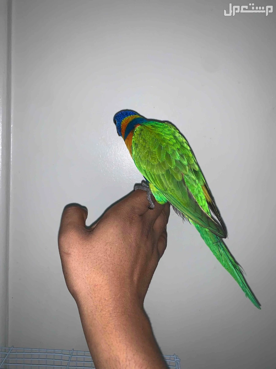 فرخ ببغاء اللوري  في الرياض بسعر 1750 ريال سعودي