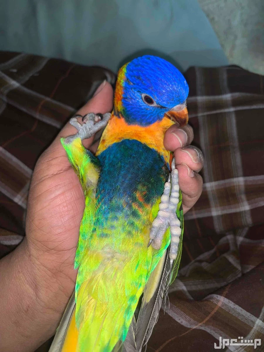 فرخ ببغاء اللوري  في الرياض بسعر 1750 ريال سعودي