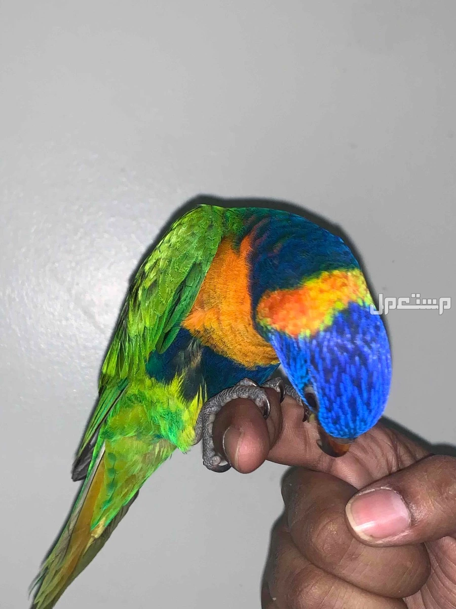 فرخ ببغاء اللوري  في الرياض بسعر 1750 ريال سعودي
