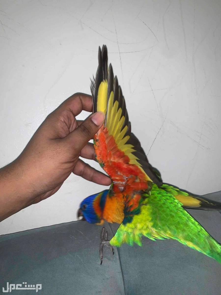 فرخ ببغاء اللوري  في الرياض بسعر 1750 ريال سعودي