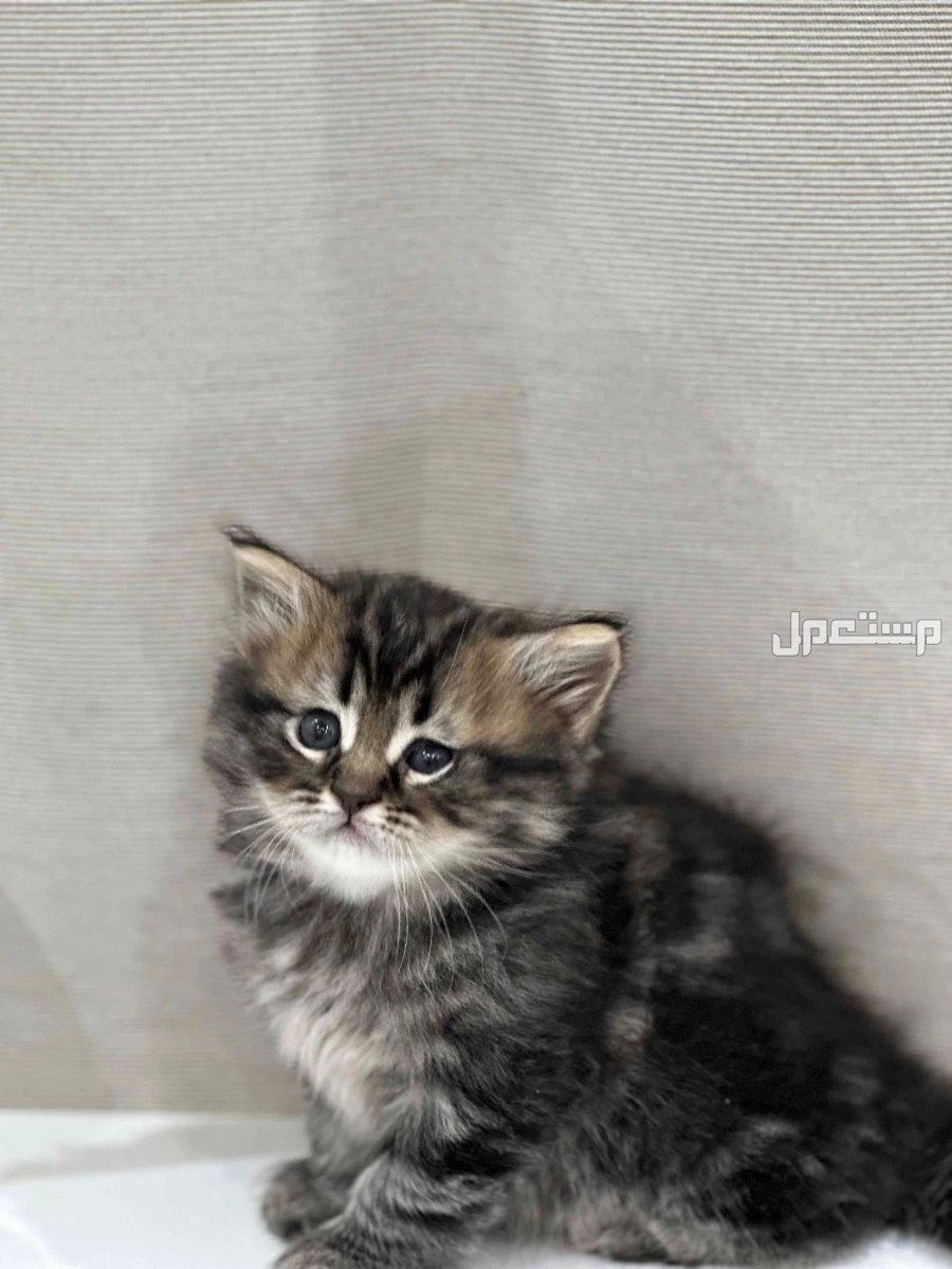 قط سكوتش ستريت للبيع جامبو مستوى فاخر تبارك الرحمن