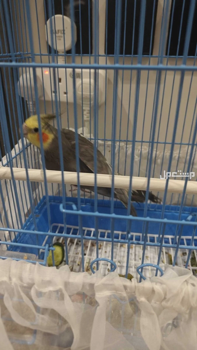 للبيع طائر كروان في الرياض بسعر 200 ريال سعودي