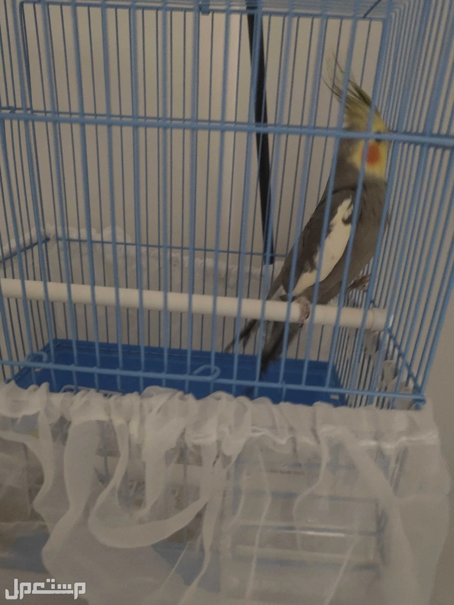 للبيع طائر كروان في الرياض بسعر 200 ريال سعودي