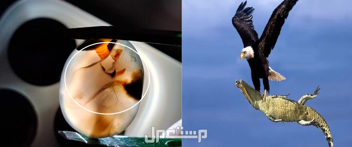 خمسة أحجار عقيق نادرة جدًا بتفاصيل مذهلة وفرصة لا تعوض