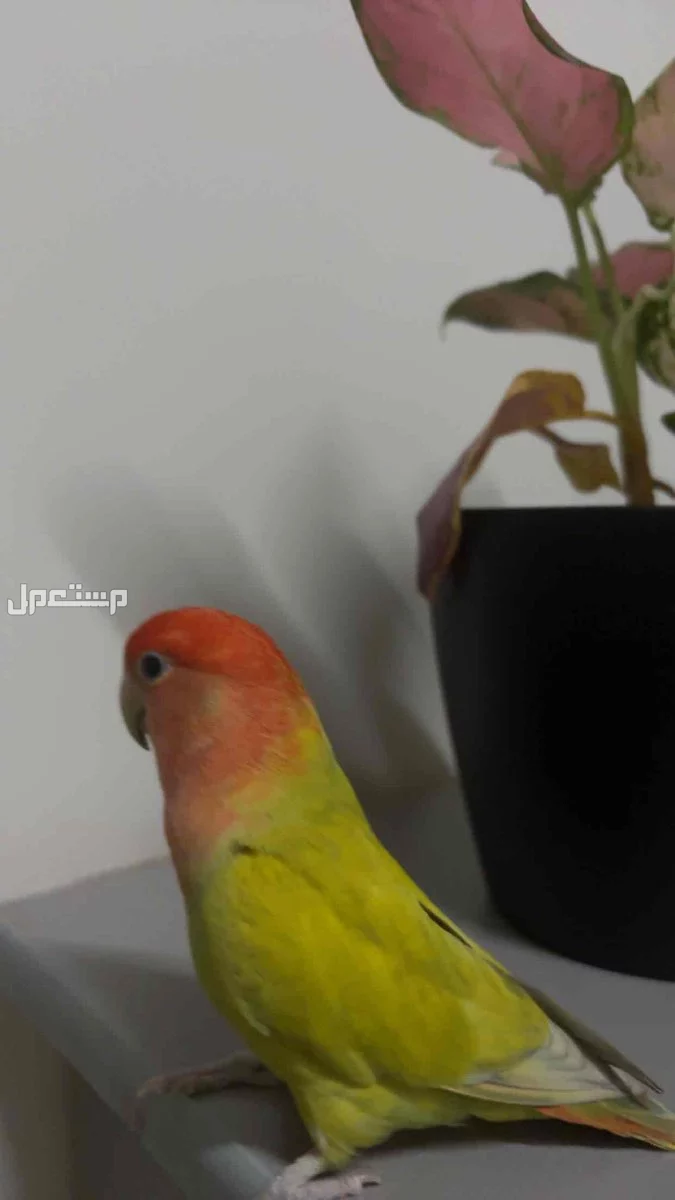 عصفور روز للبيع في الرياض بسعر 300 ريال سعودي