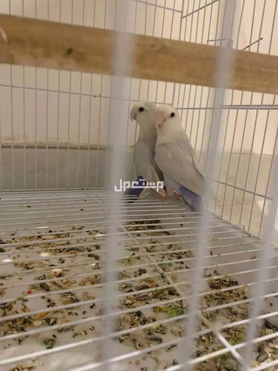 ازواج كروان منتجه ومنهم عندهم بيض +بادجي فردات+زوج روز في مكه المكرمة
