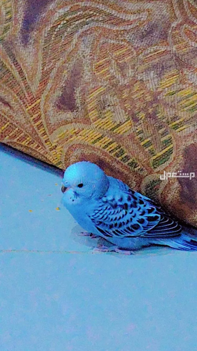 ازواج كروان منتجه ومنهم عندهم بيض +بادجي فردات+زوج روز في مكه المكرمة