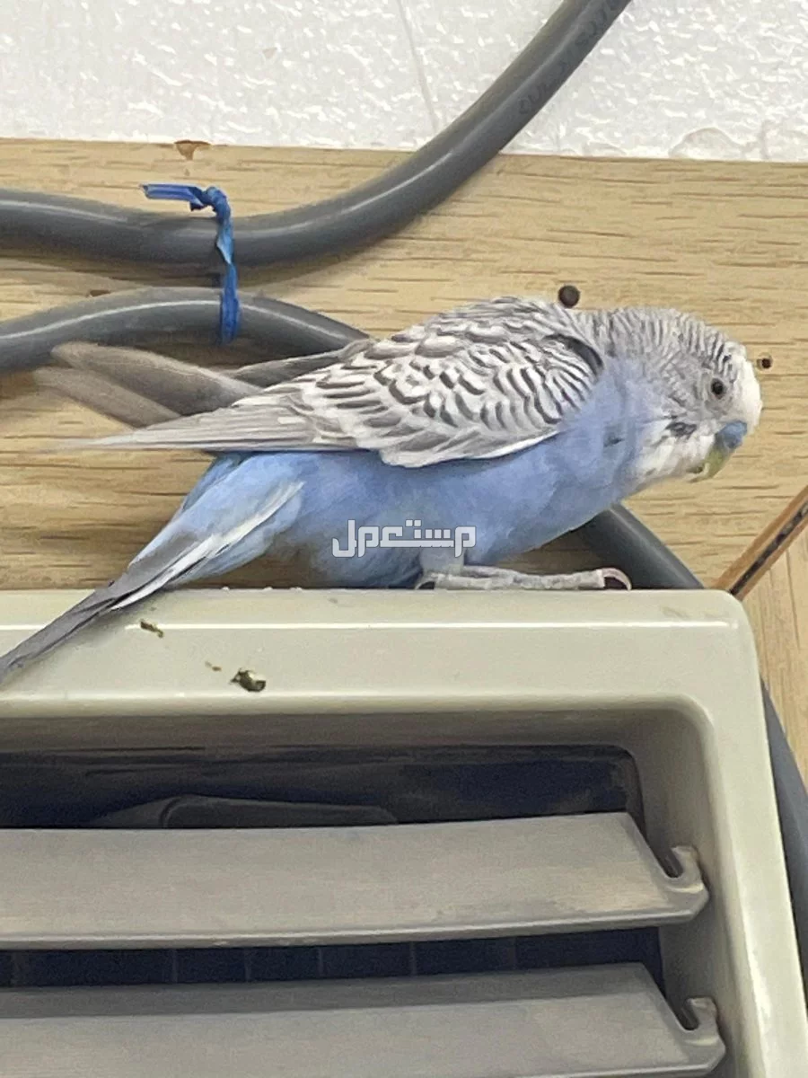 زوج طيور الحب أليف مع قفص فاخر وملحقات كاملة