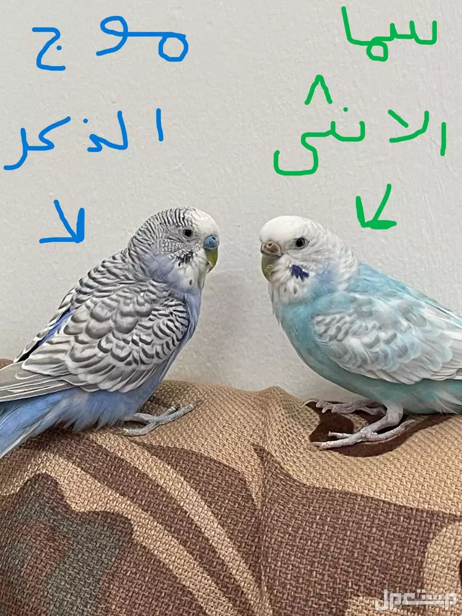 زوج طيور الحب أليف مع قفص فاخر وملحقات كاملة
