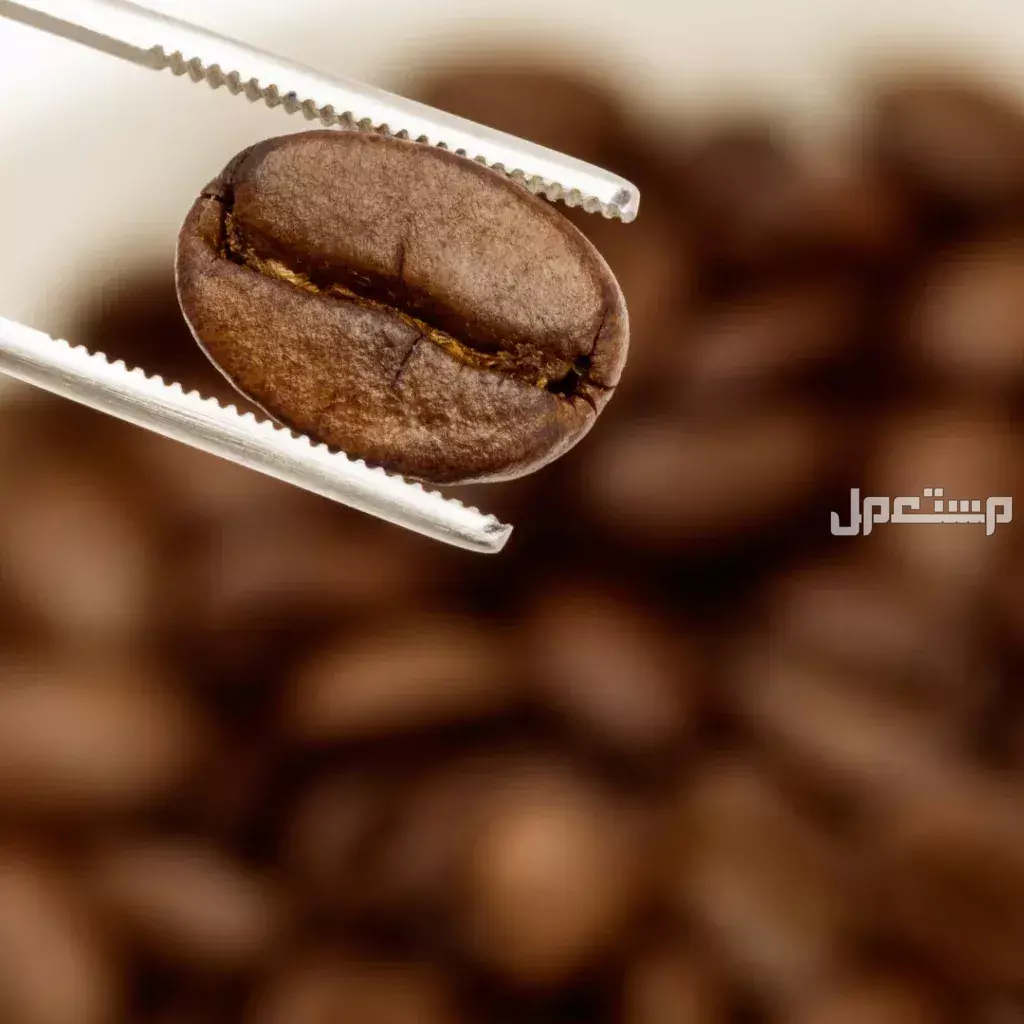 أدوات القهوة المختصة 2025.. دليل بجميع المستلزمات والإكسسوارات أفضل أنواع البن لتحضير القهوة المختصة