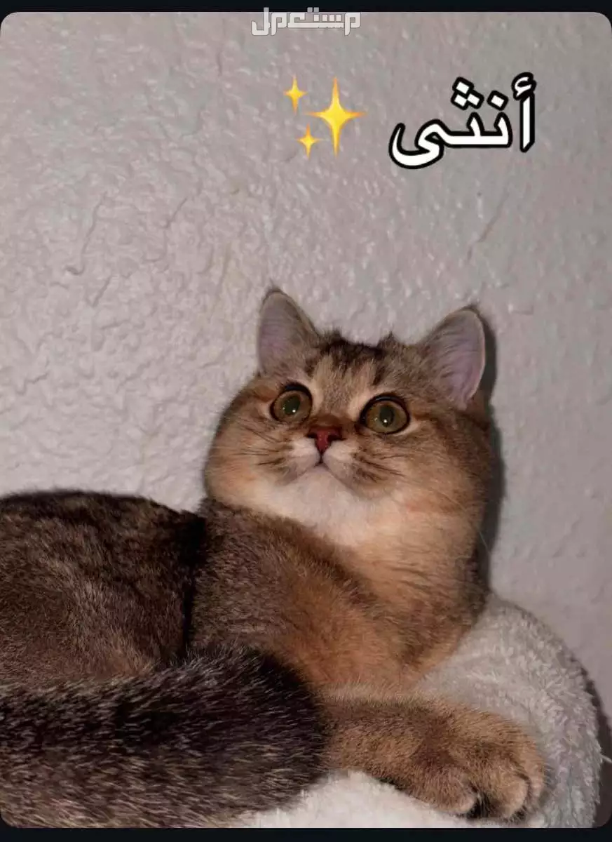قطط بريتش سكوتش قولد مميزة للبيع – ذكر وأنثى  - الرياض