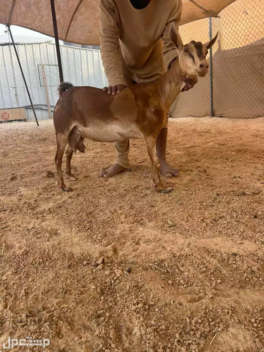 للبيع عنز جنوبيه  في الأحساء مجاناً للمحتاج