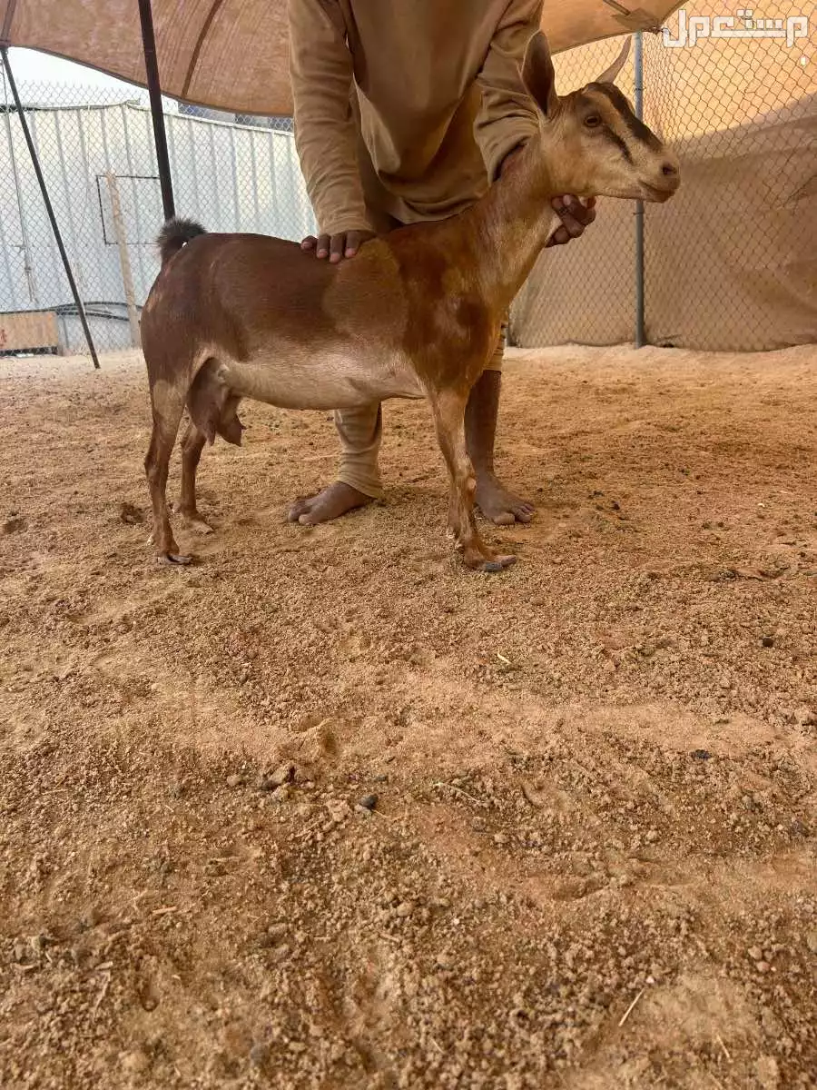 للبيع عنز جنوبيه  في الأحساء مجاناً للمحتاج