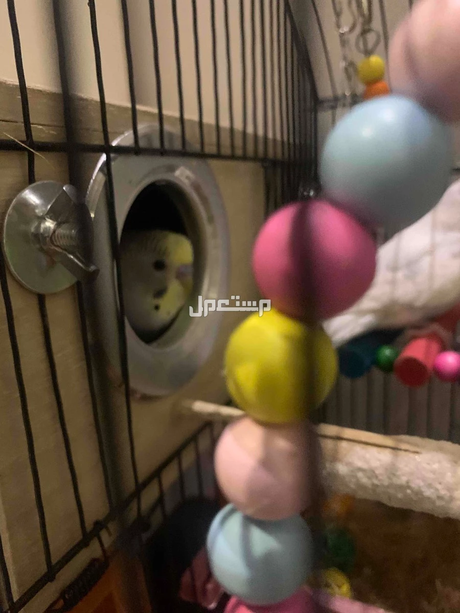 للبيع طيور الحب المدينه المنوره طيور الحب زوج  معاهم 2 بيض وقفص  وعش  واللعاب داخل القفص. ماشاء الله عليهم بحاله ممتازه . ب 300 قابل التفاوض