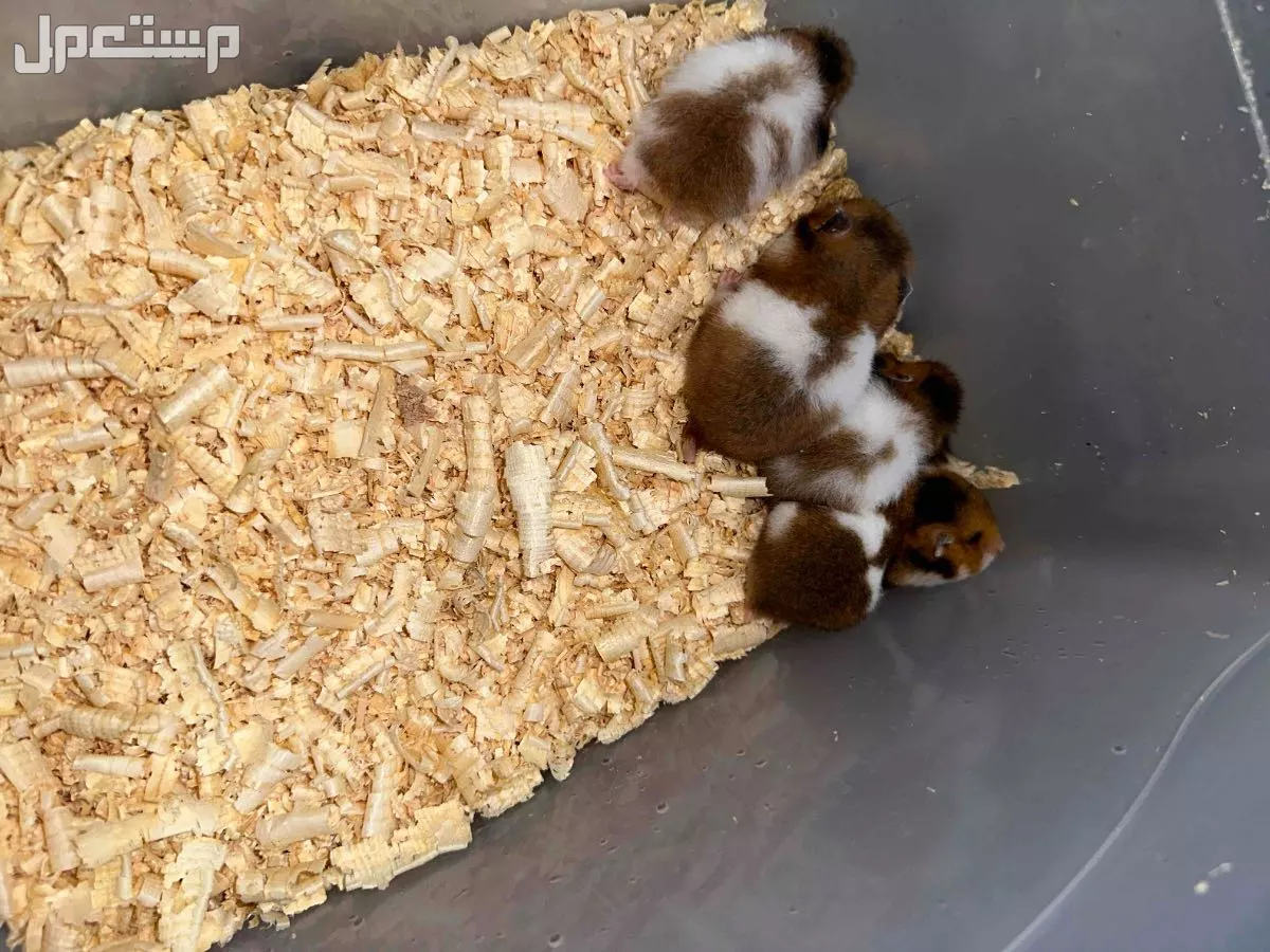للبيع هامستر مع عيالها  في الرياض