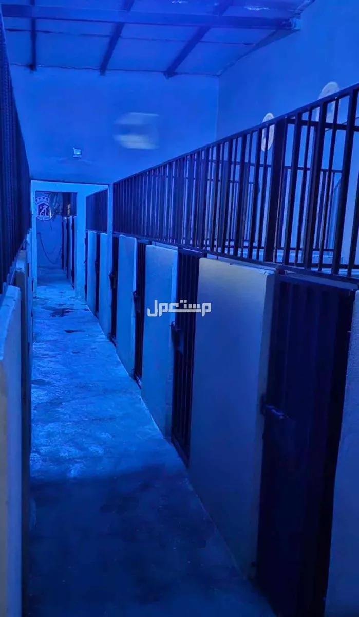 فندقة وتدريب كلاب بأفضل الاسعار