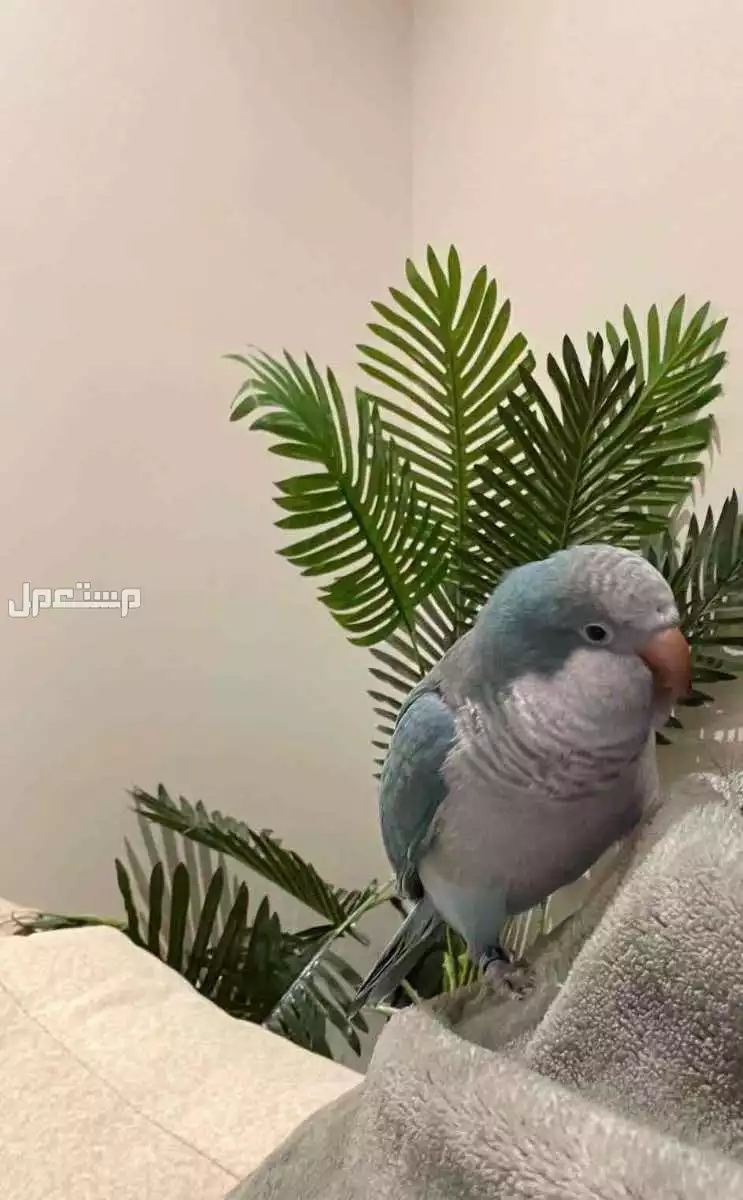 ببغاء كويكو في الرياض بسعر 850 ريال سعودي