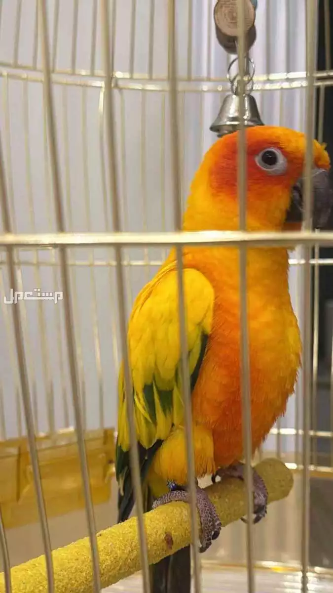 للبيع بغبغاء صن كنيور و صبغه واضحه