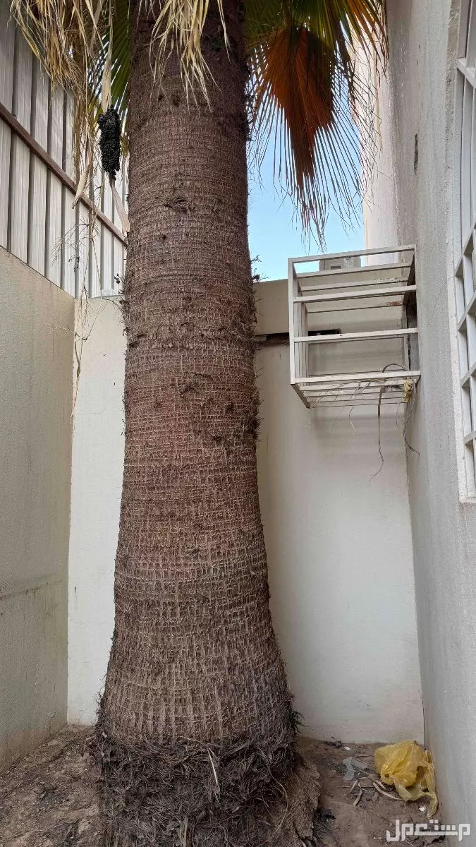 يوجد لدي عدد نخلتين نوع واشنطونيا كبيره طول كل منها حوالي 6 متر في الرياض حي النهضه